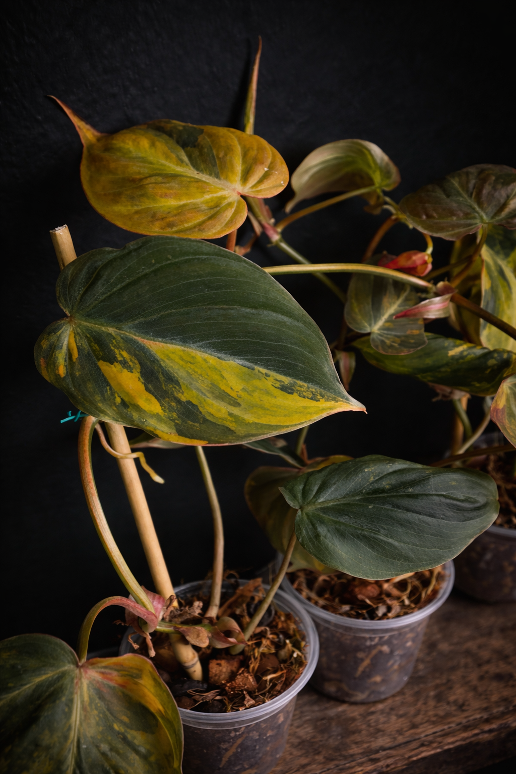 Philodendron micans "Pink" variegated