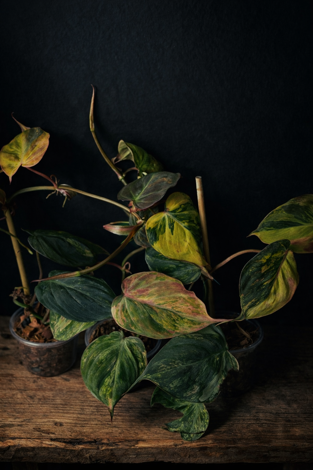 Philodendron micans "Pink" variegated