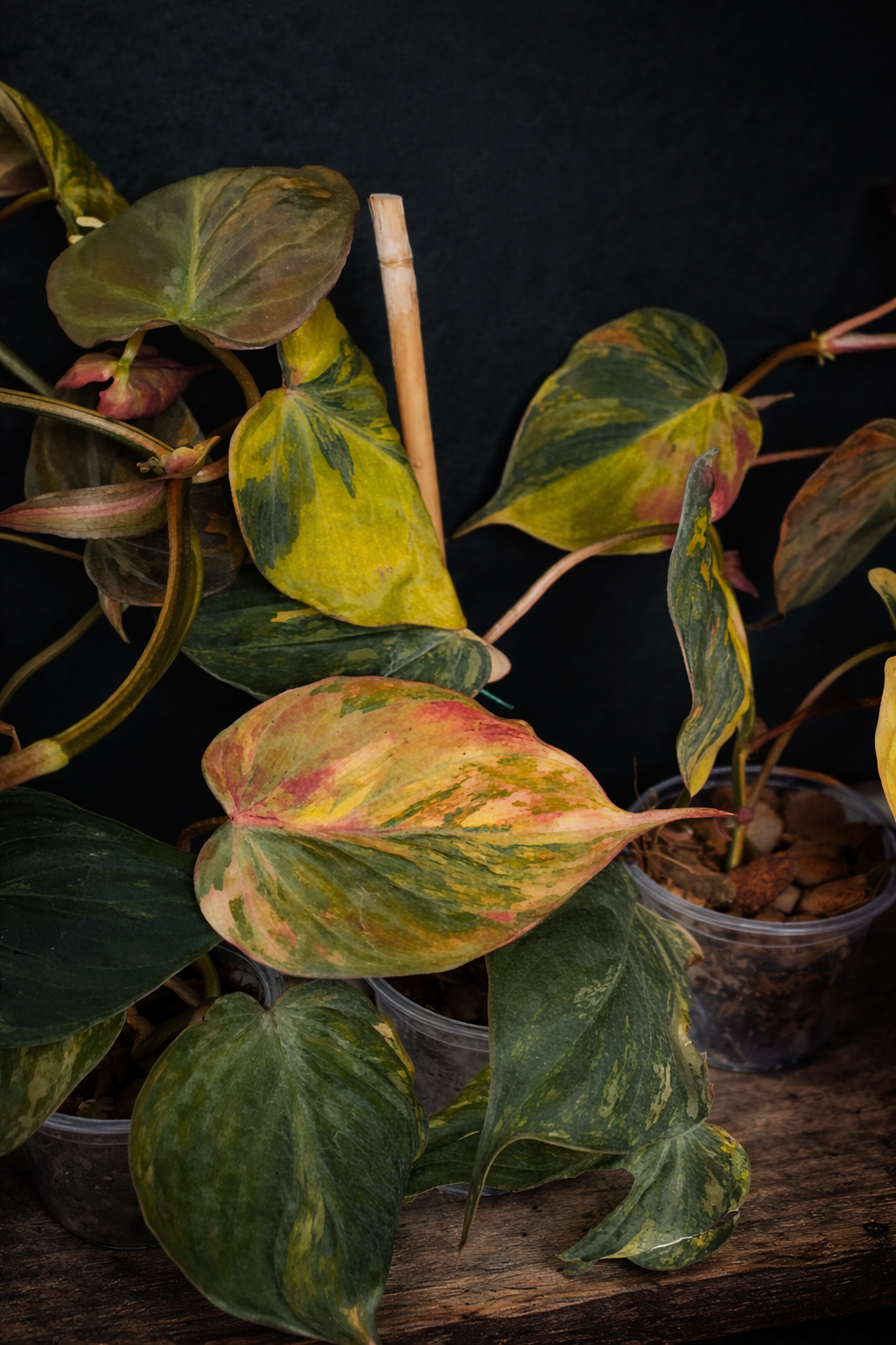 Philodendron micans "Pink" variegated