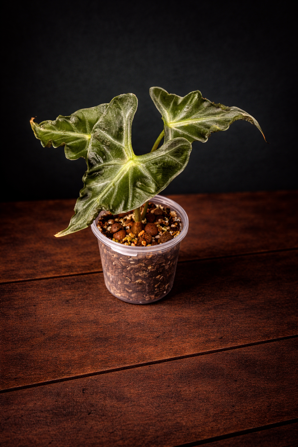 Alocasia Loco 'Small/Corm'