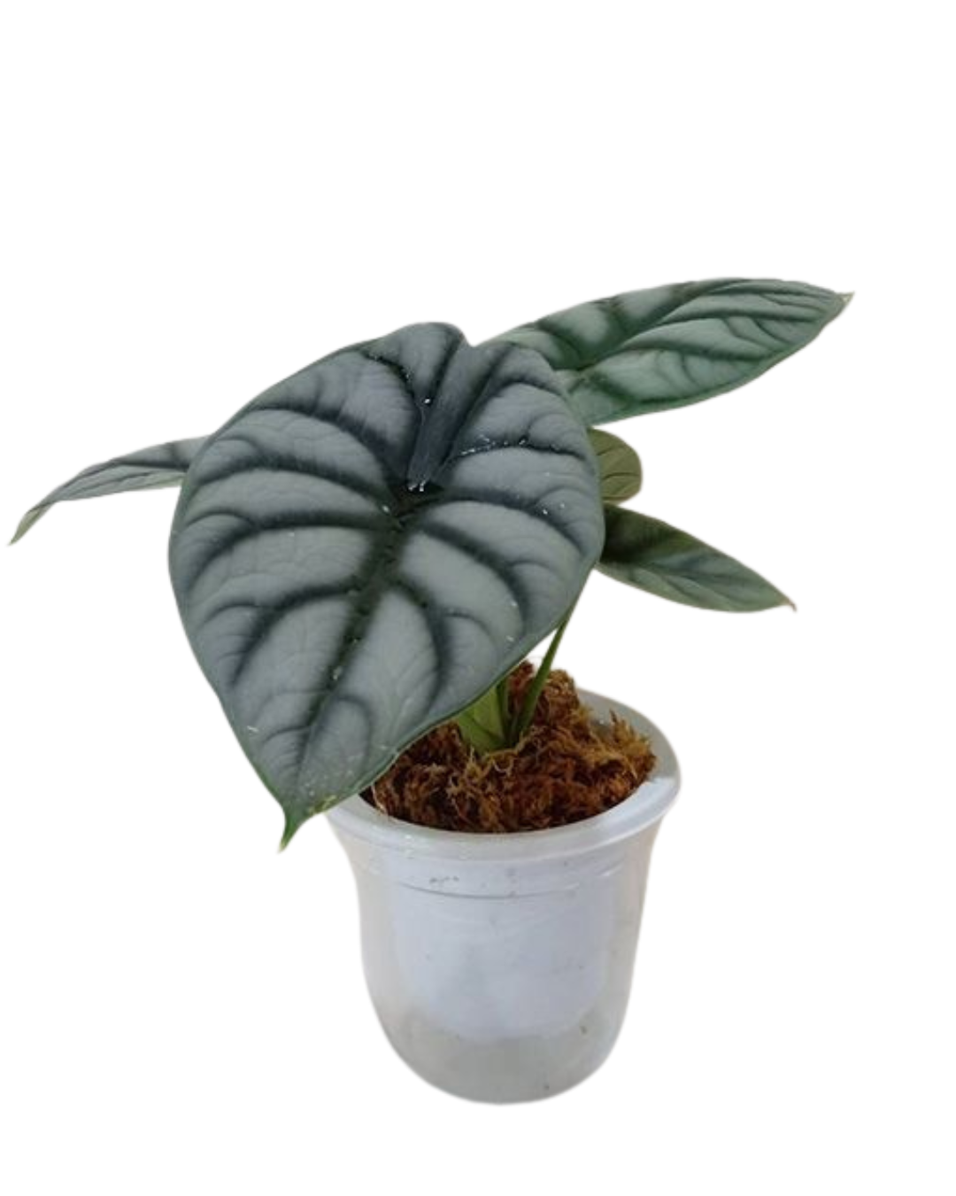 Alocasia 'Silver Dragon'