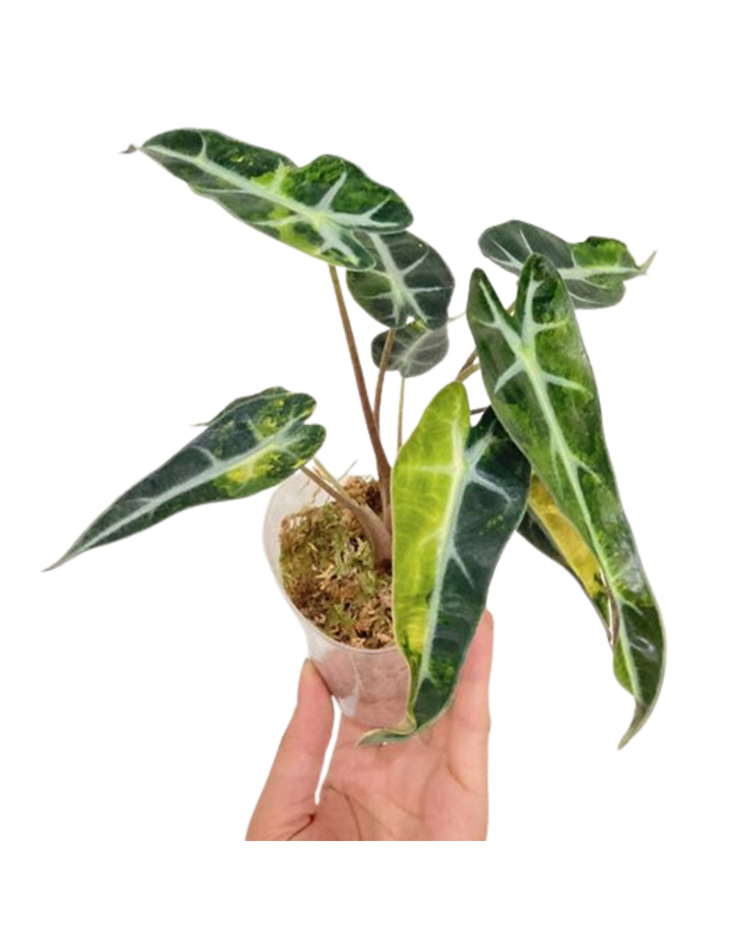 Alocasia bambino 'Yellow'