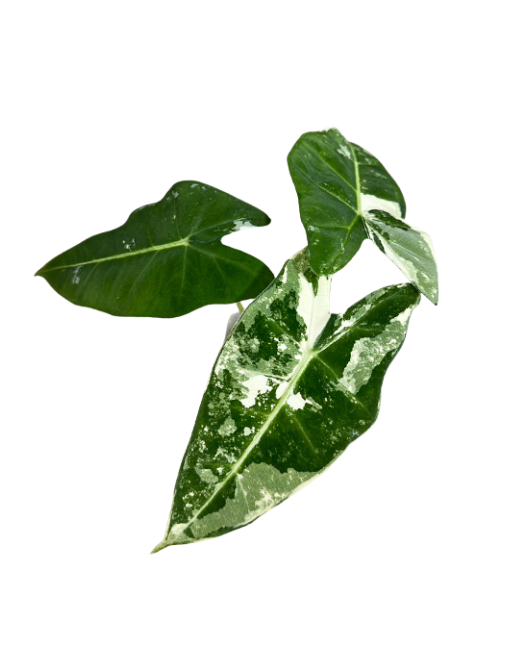 Alocasia 'Frydek' Variegated