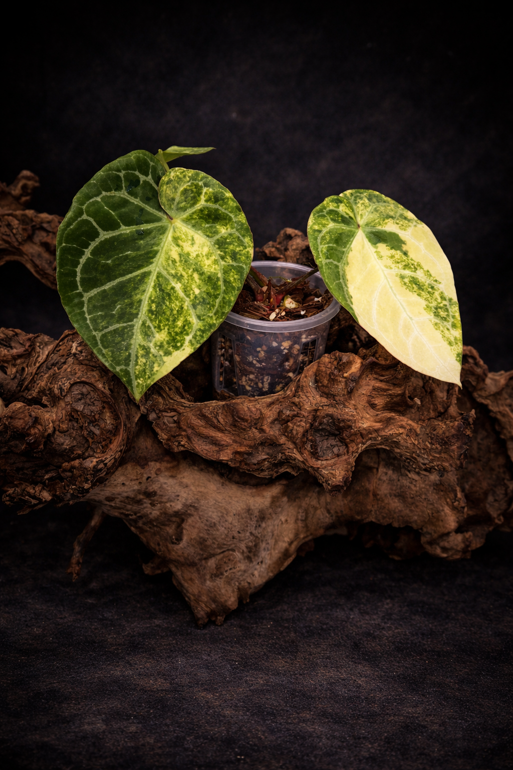 Anthurium crystallinum variegated