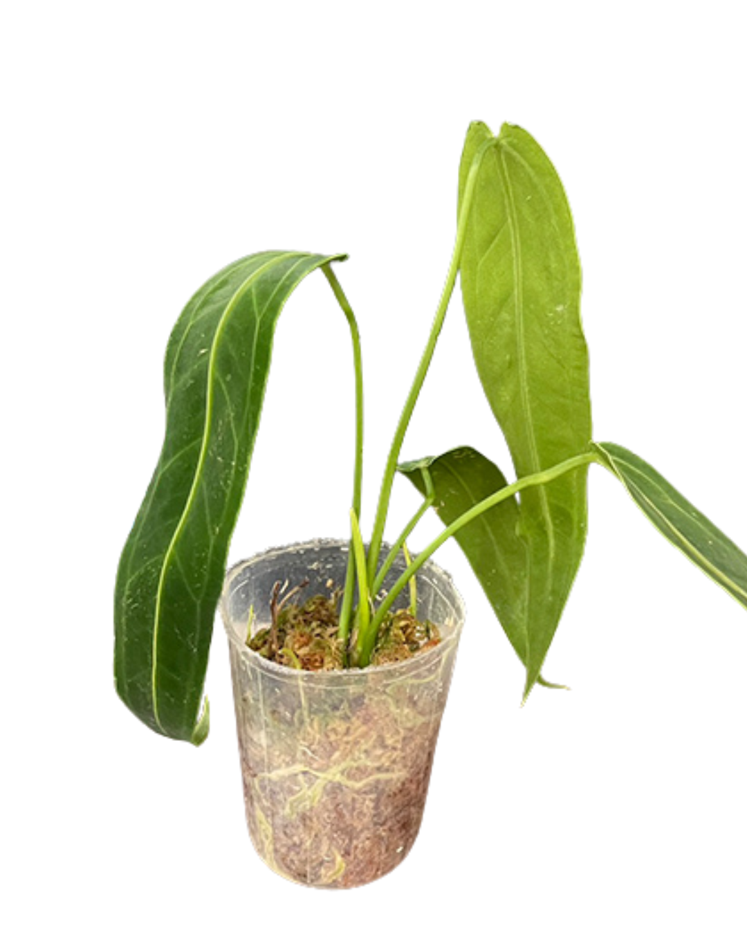 Anthurium warocqueanum