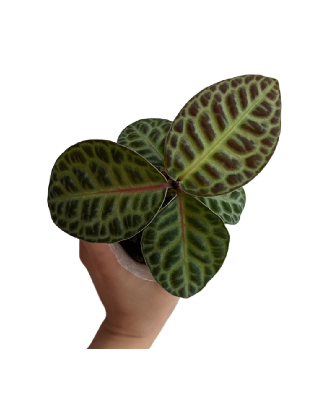 Ardisia sp. Turtle Back