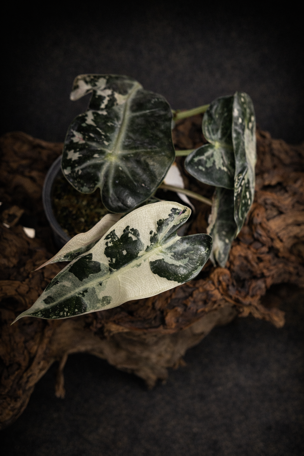 Alocasia bambino ‘White' variegated