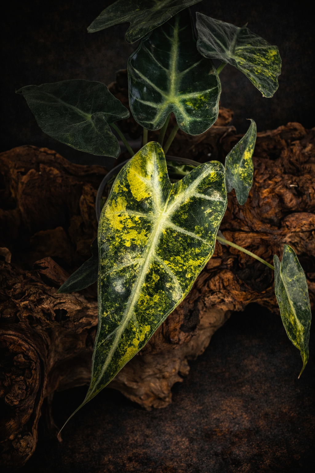 Alocasia bambino 'Yellow' Variegated
