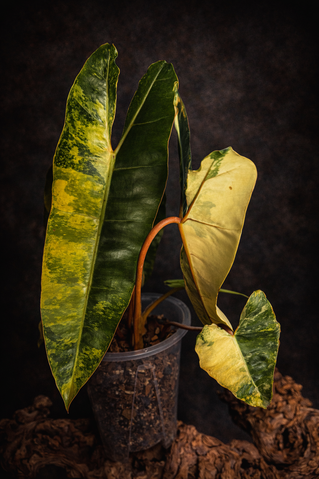 Philodendron billietiae variegated #2