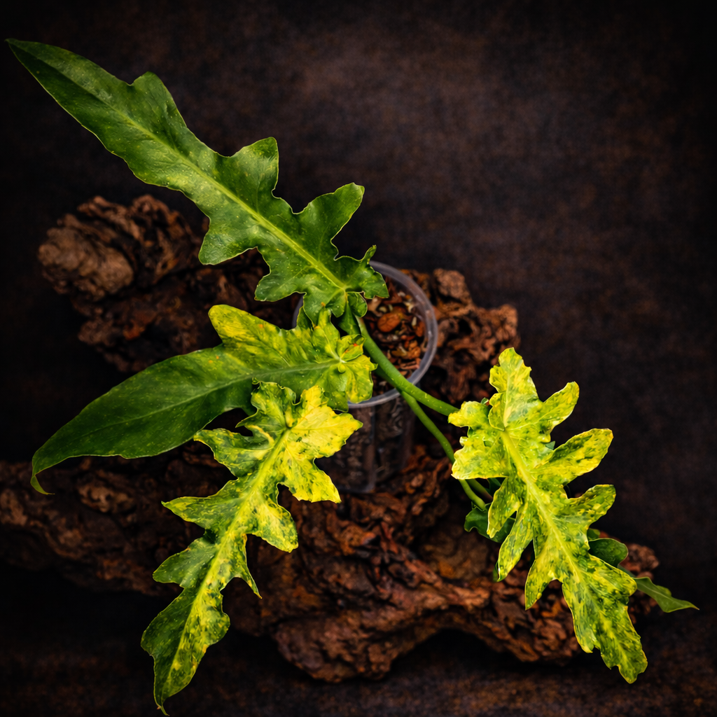 Philodendron bob cee variegated