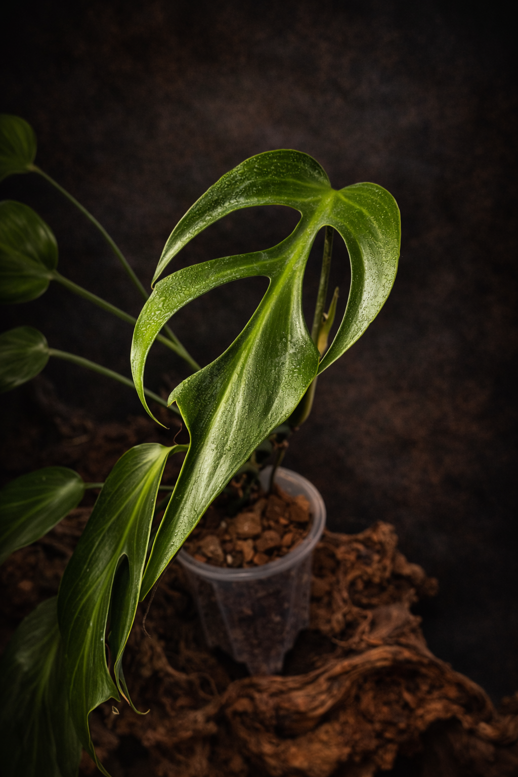 Monstera Burle Marx "Flame" Medium