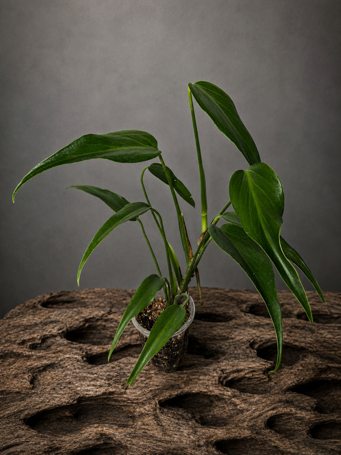 Monstera Burle Marx "Flame" Medium