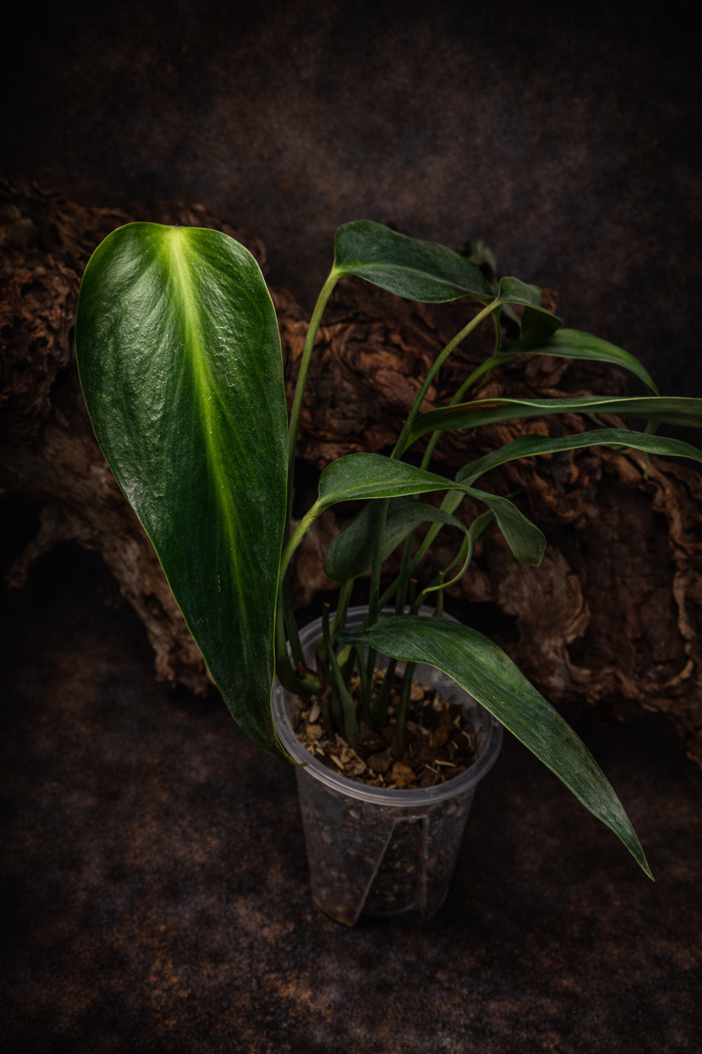 Monstera Burle Marx "Flame" small