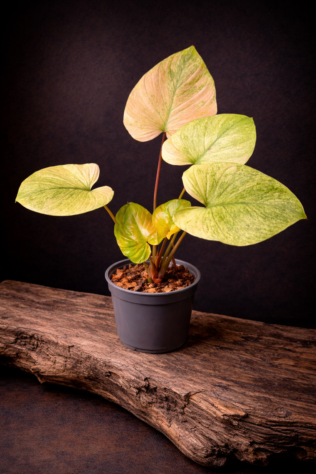Homalomena full mint