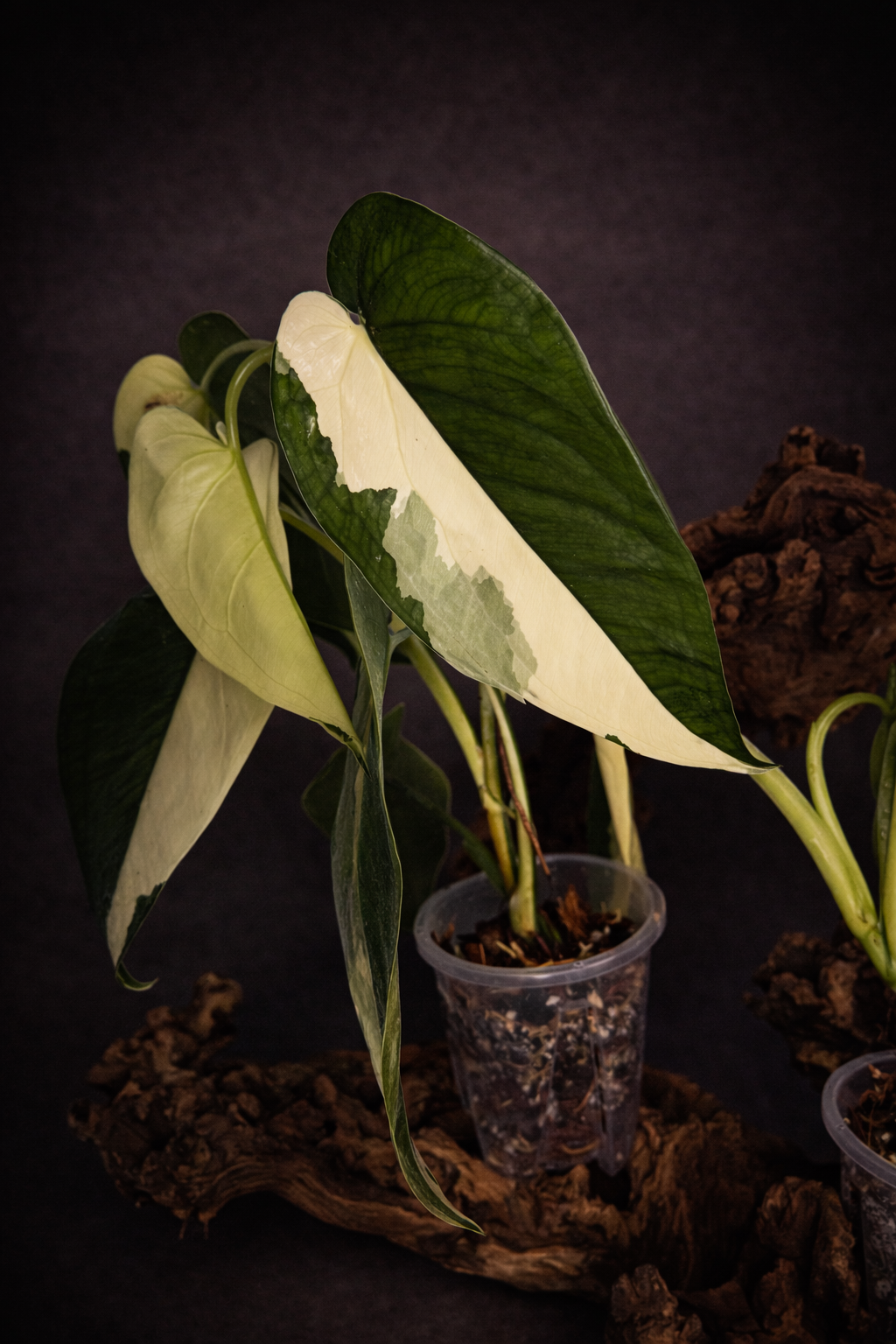 Syngonium Chiapense variegated