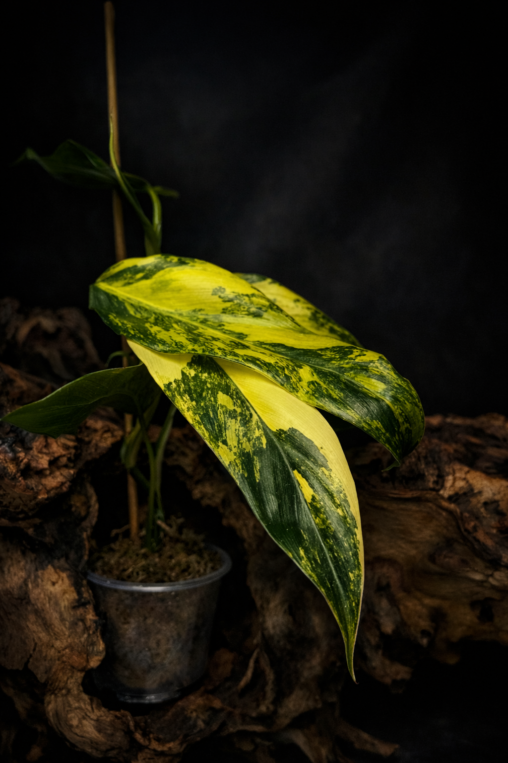 Philodendron domesticum variegated
