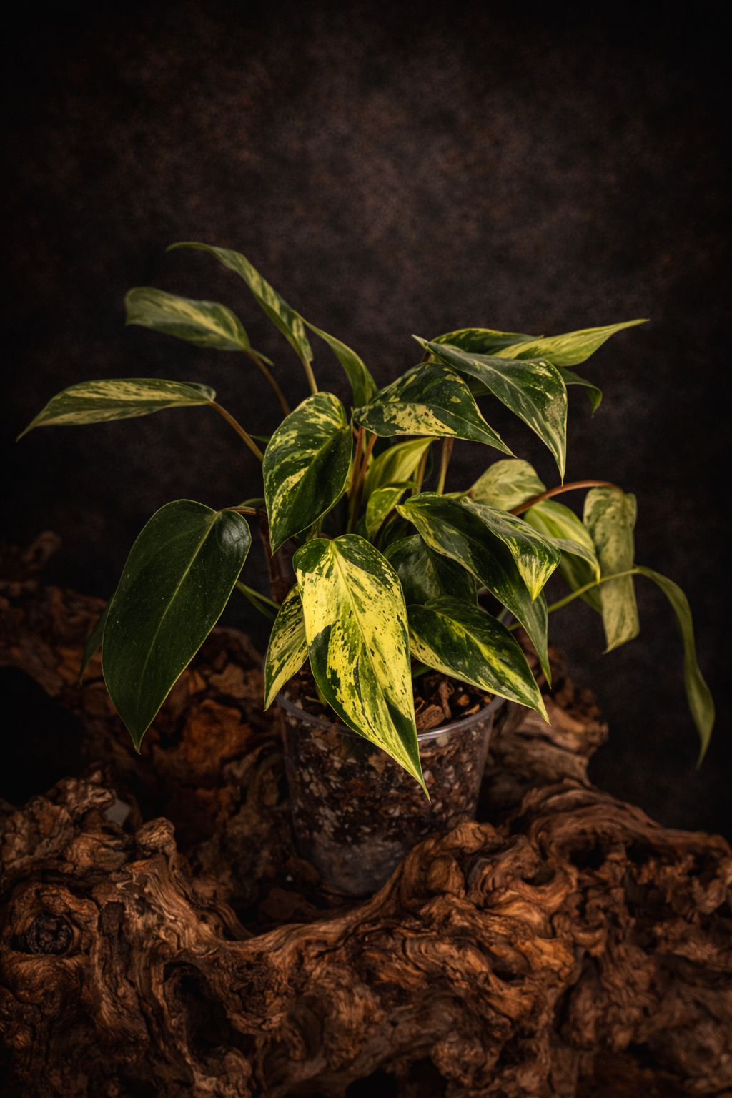 Philodendron Emerald Queen Variegated
