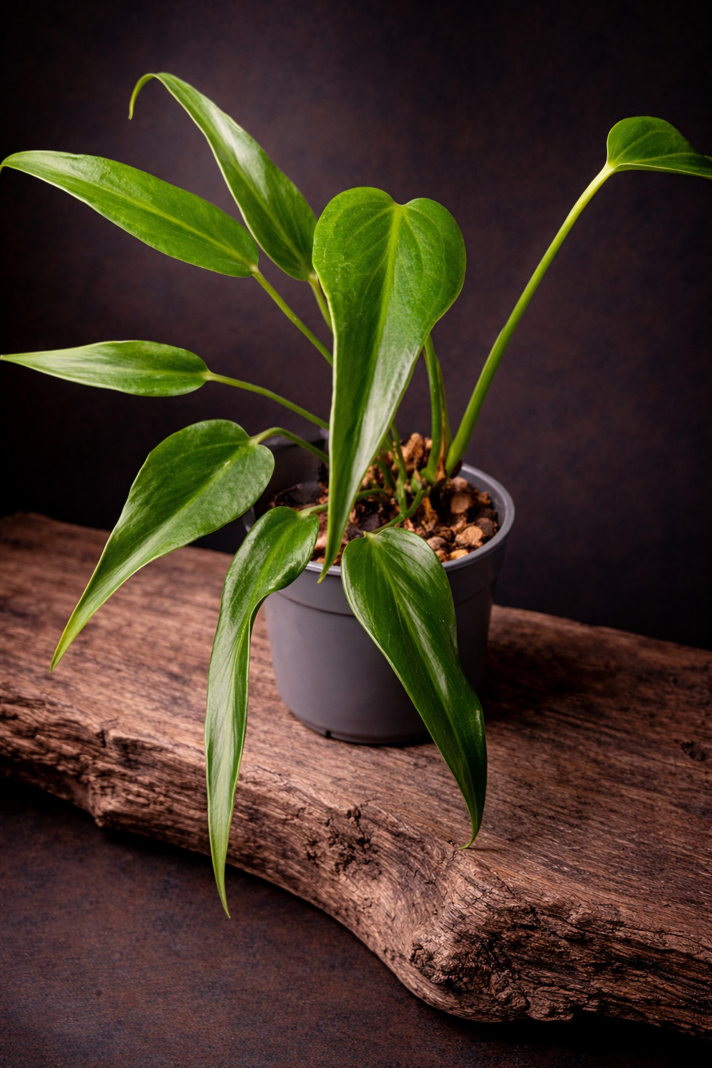Monstera Burle Marx "Flame" Medium