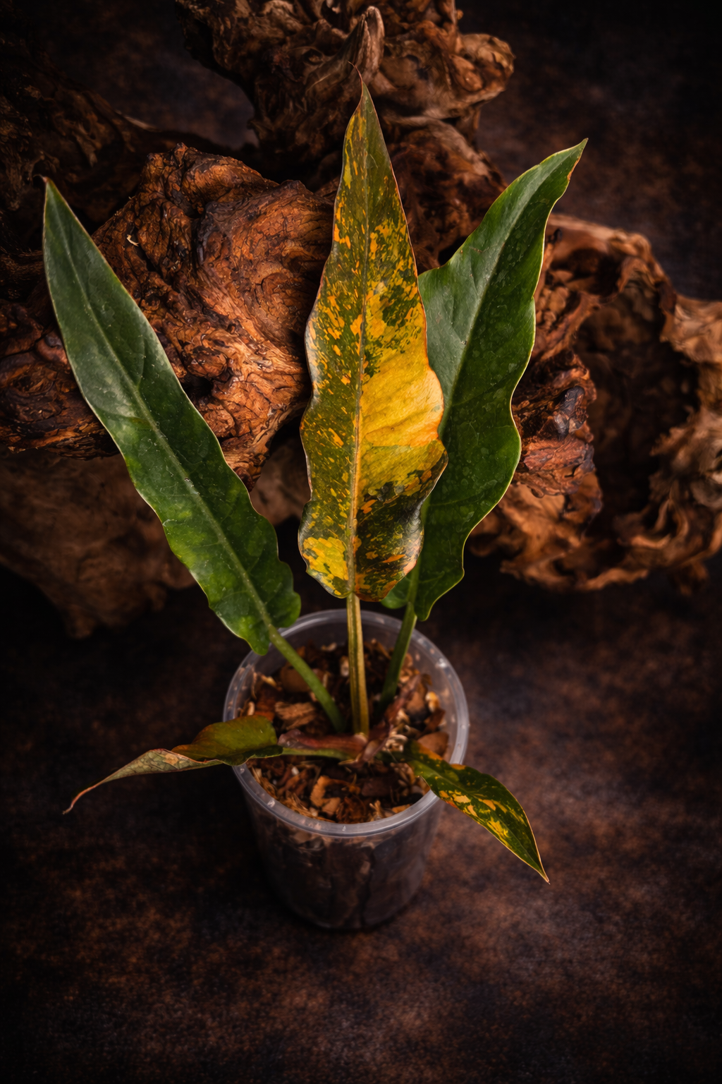 Philodendron Fire Tiger variegated