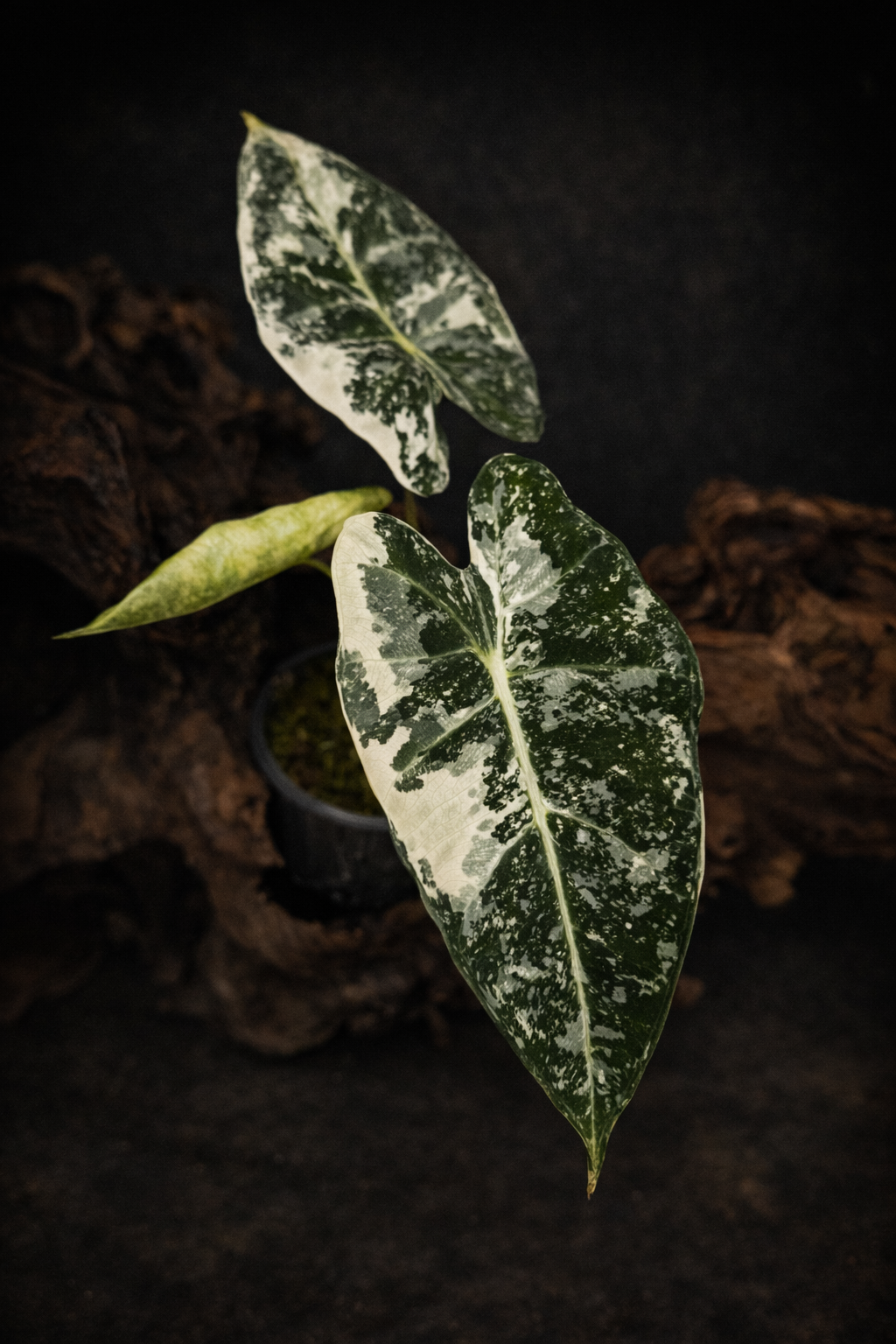Alocasia 'Frydek' Variegated