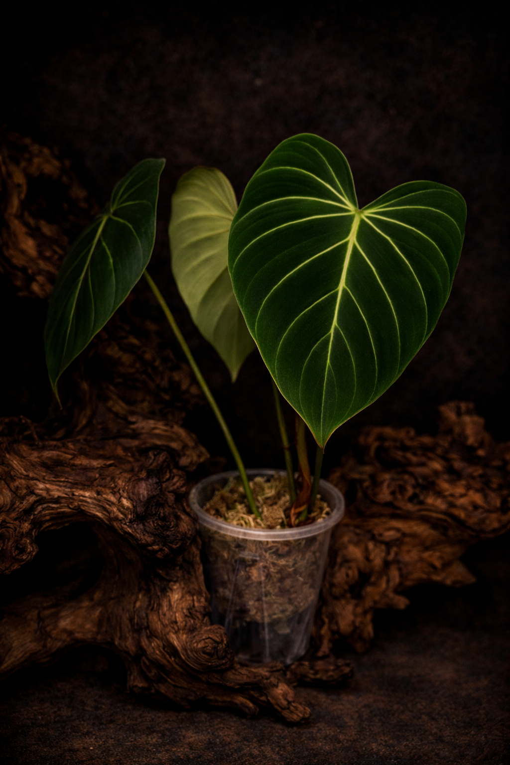 Philodendron gloriosum