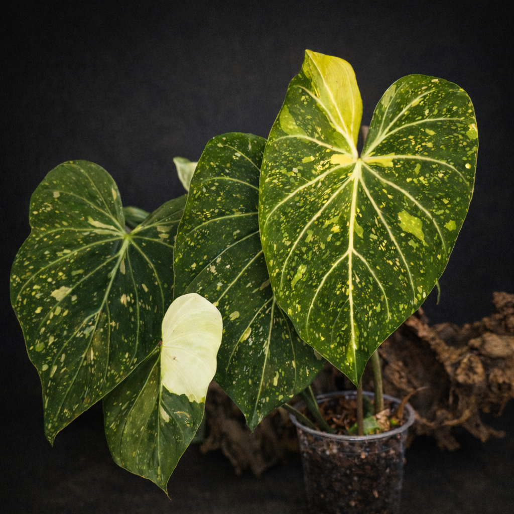 Philodendron gloriosum variegated #3