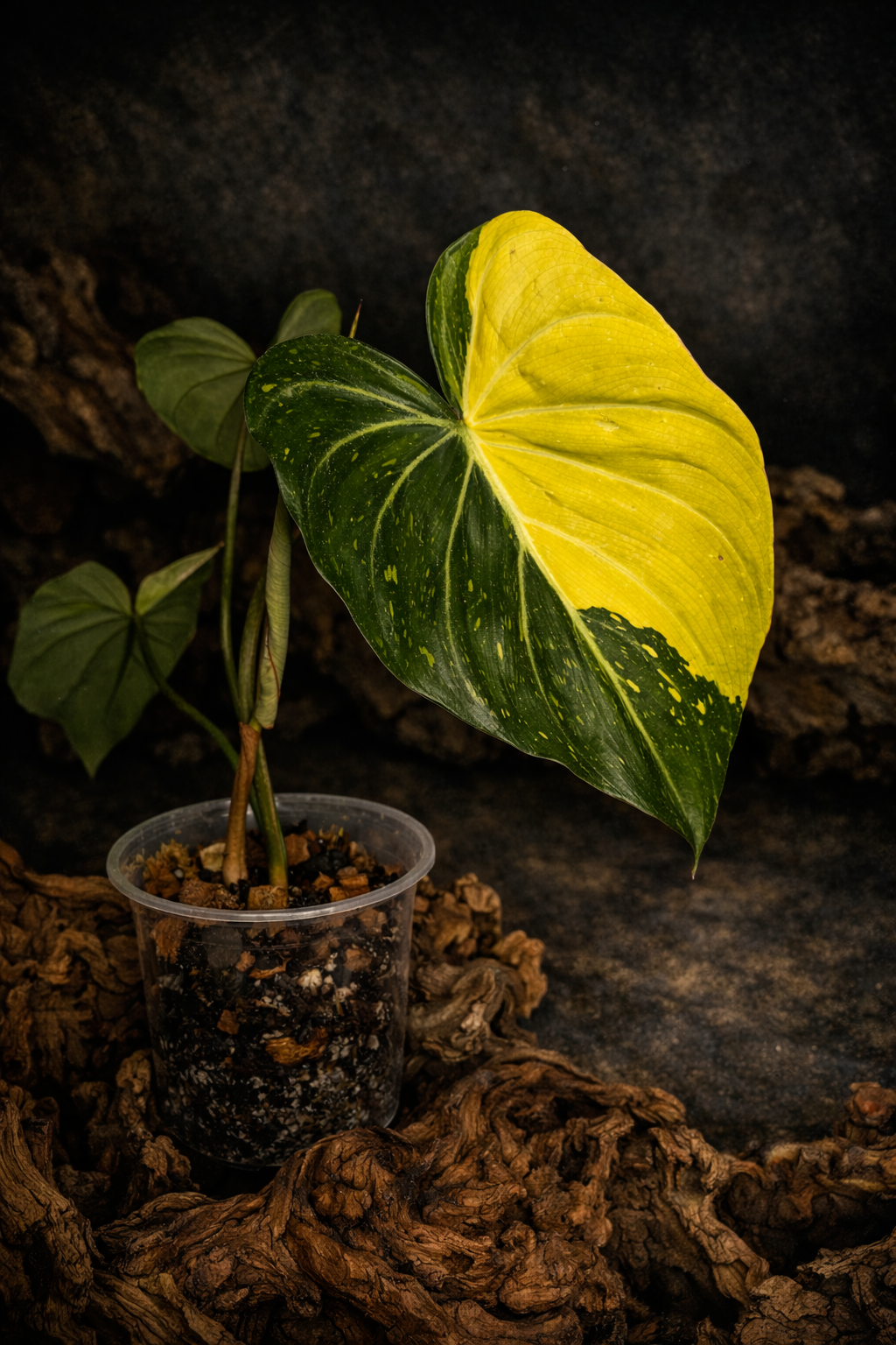 Philodendron gloriosum variegated #1