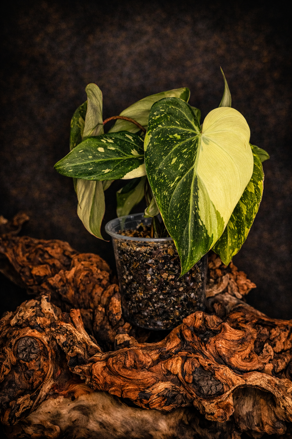 Philodendron gloriosum variegated #2