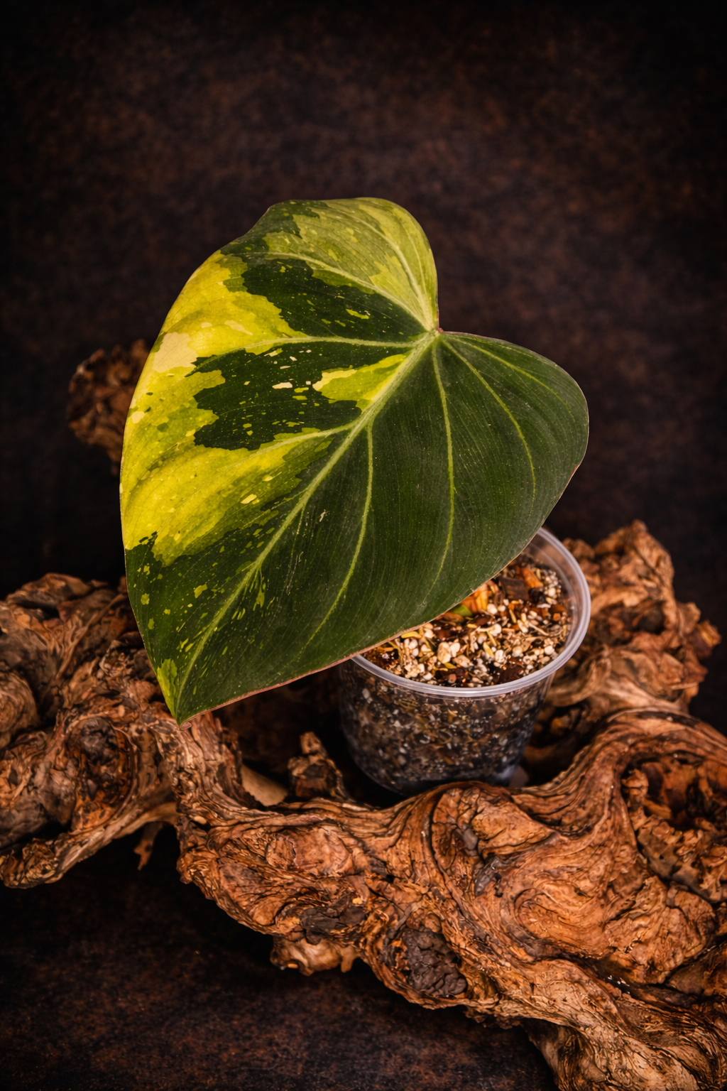 Philodendron gloriosum variegated #4