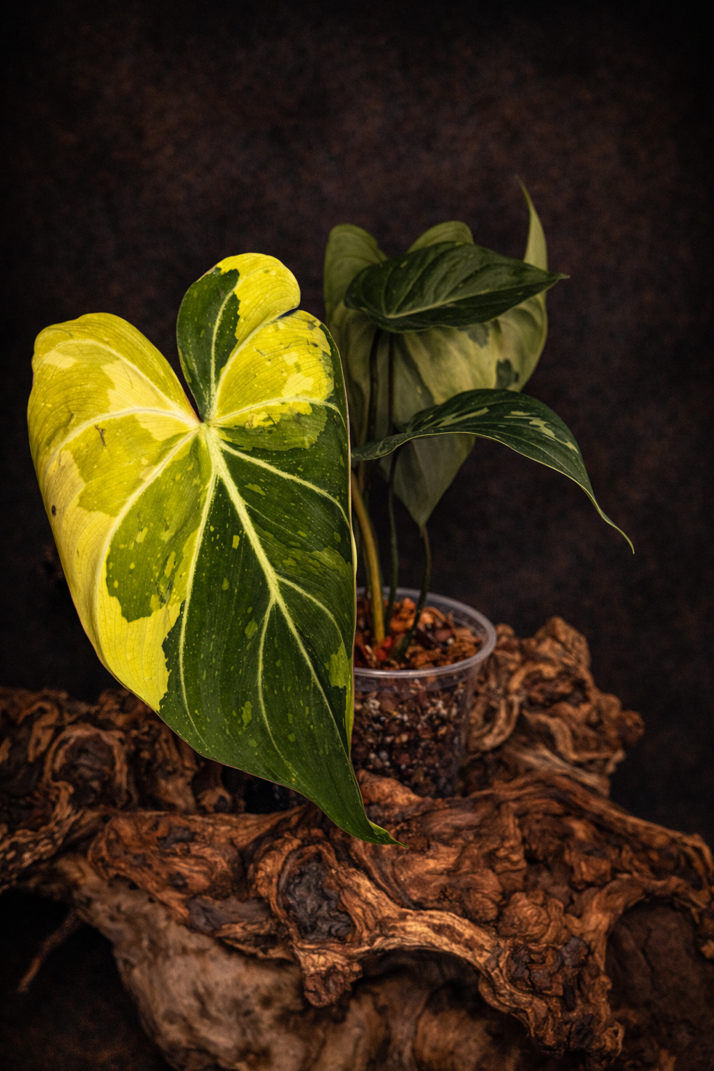 Philodendron gloriosum variegated #5