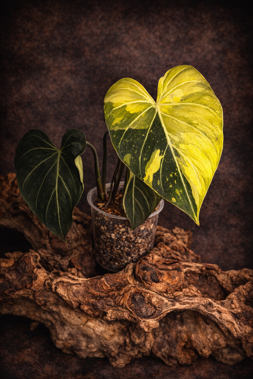Philodendron gloriosum variegated #6