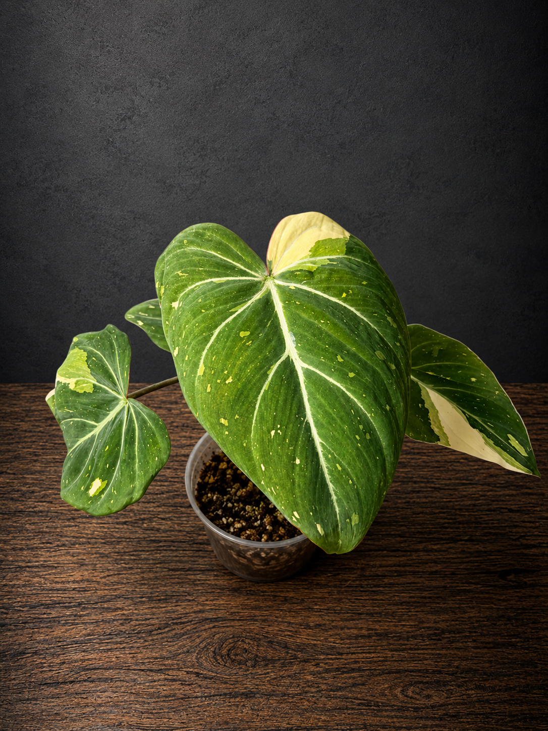 Philodendron gloriosum variegated #L1