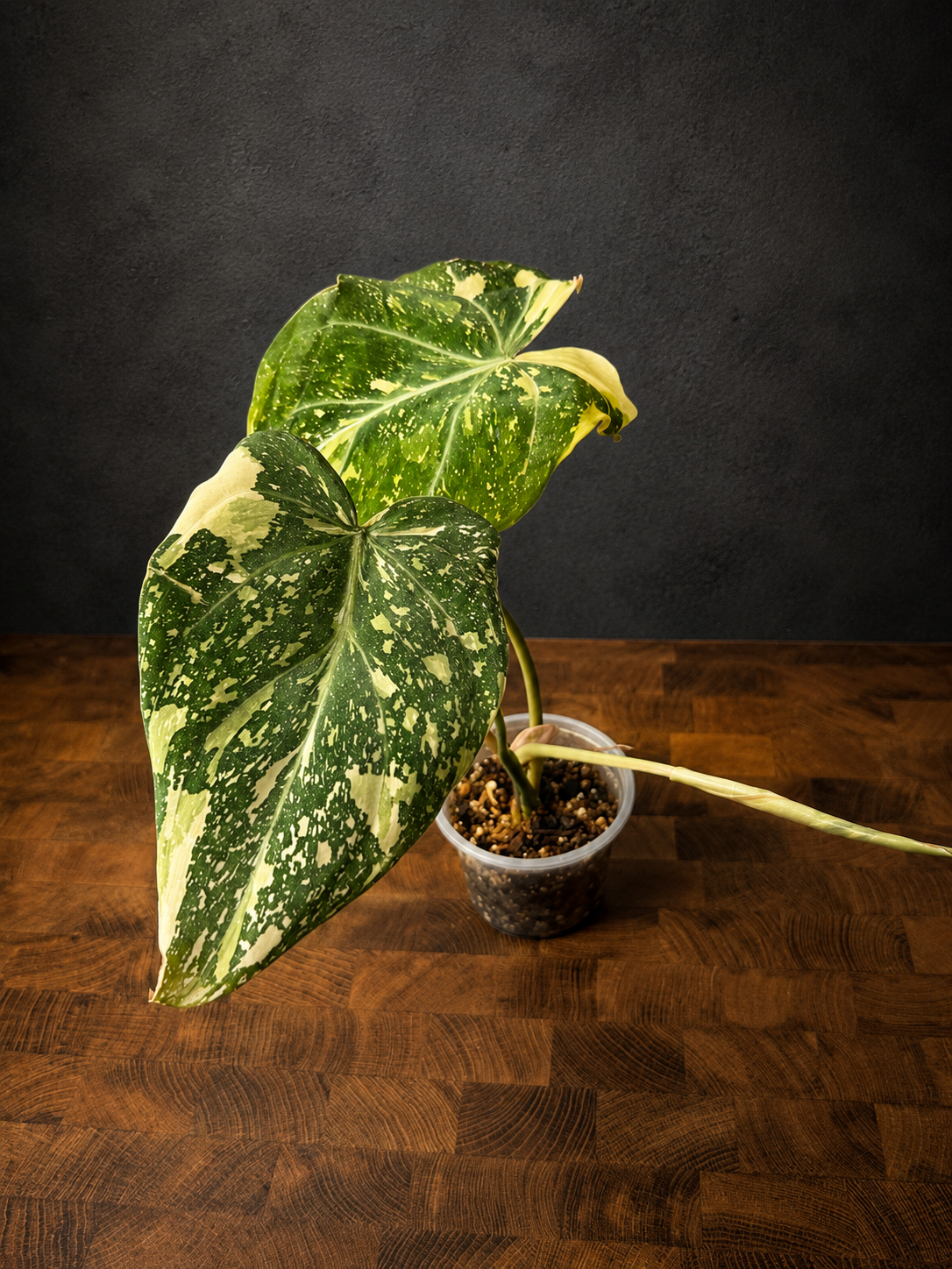 Philodendron gloriosum variegated #L2