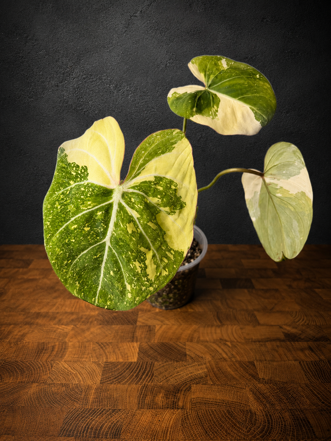 Philodendron gloriosum variegated #L3