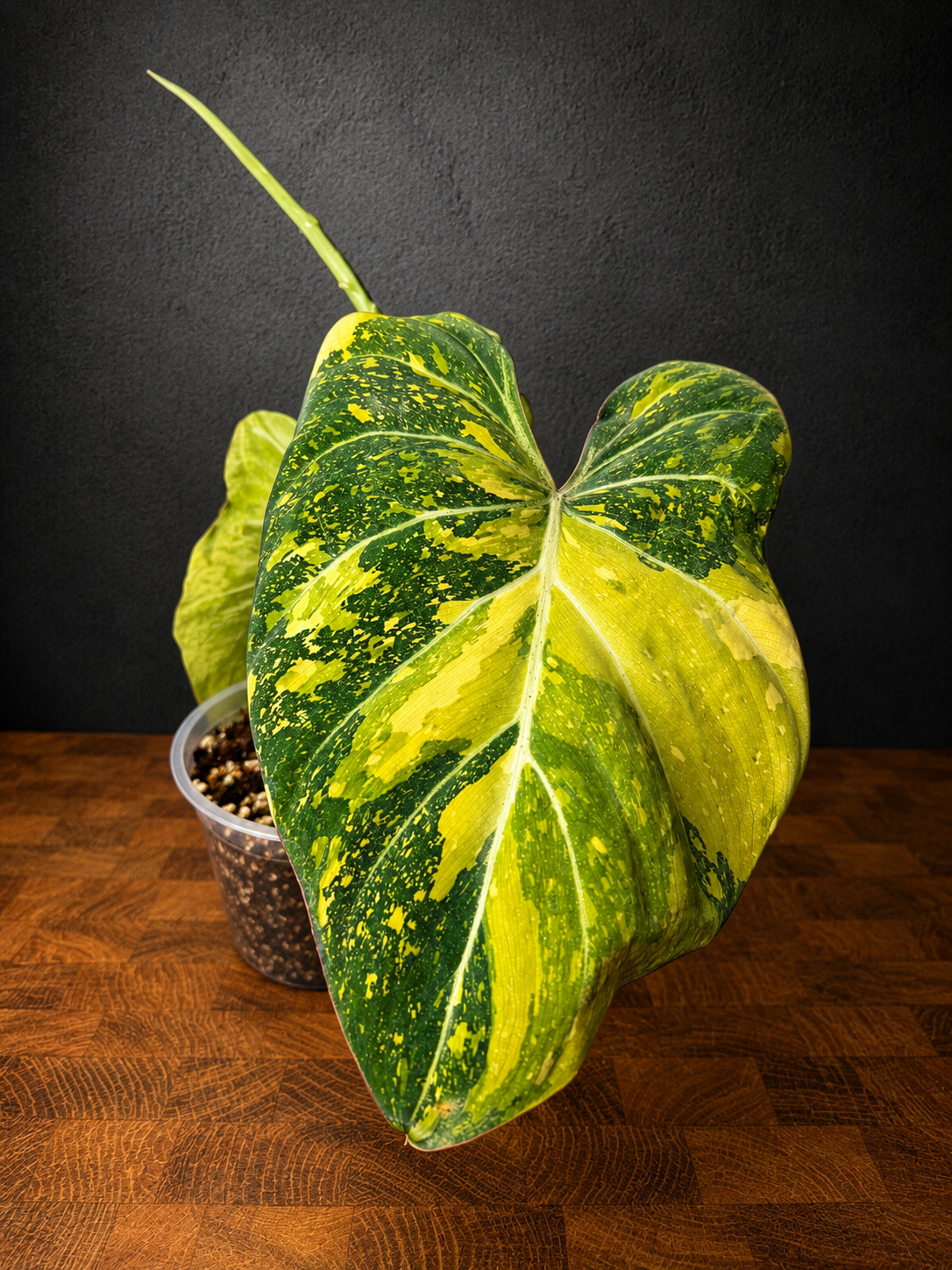 Philodendron gloriosum variegated #L4