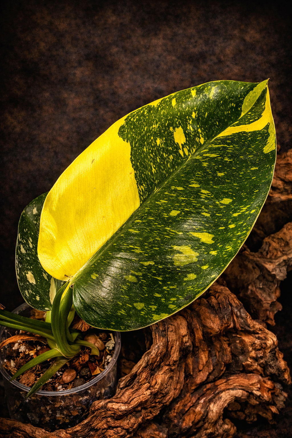 Philodendron Green Congo Variegated "Medium"