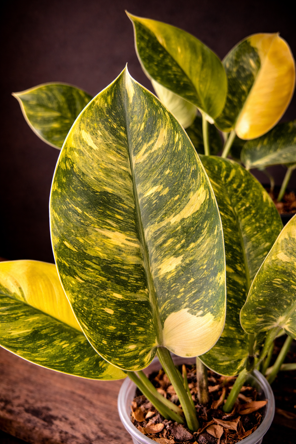Philodendron Green Congo Variegated "Large"