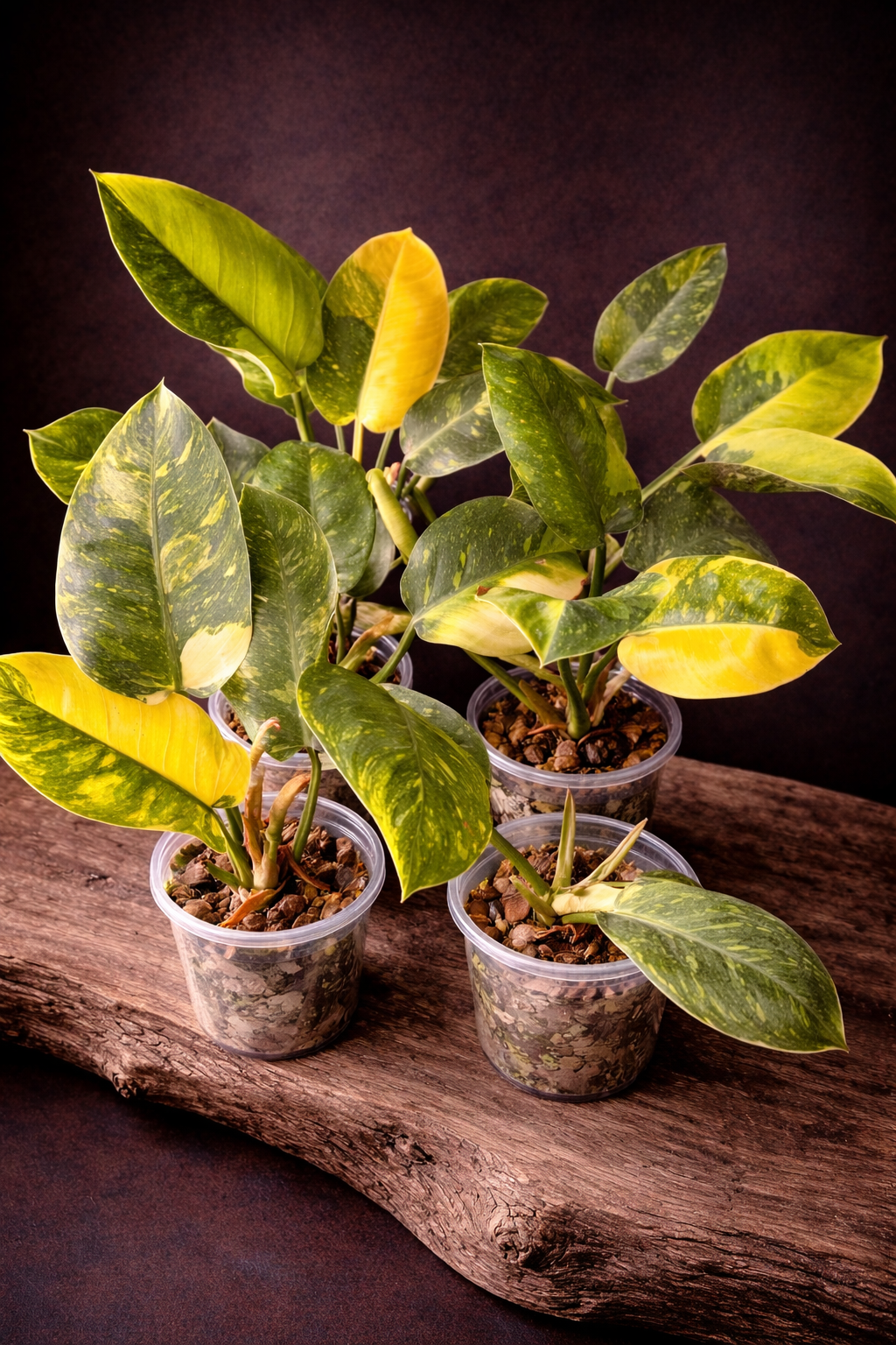Philodendron Green Congo Variegated "Large"