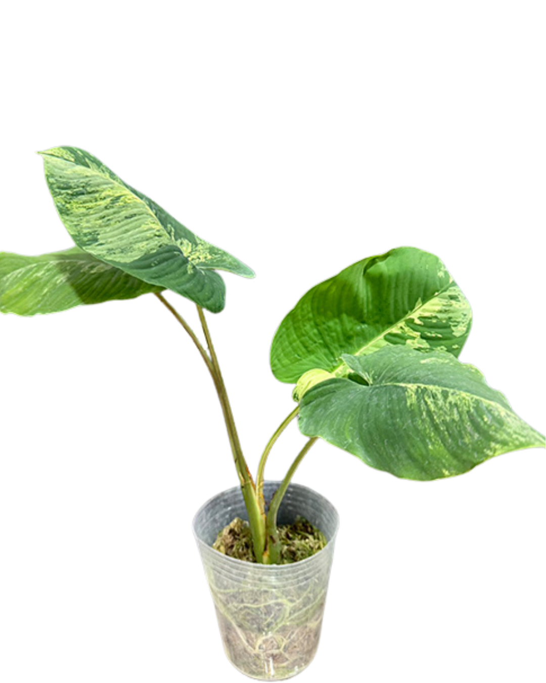 Homalomena sp variegated