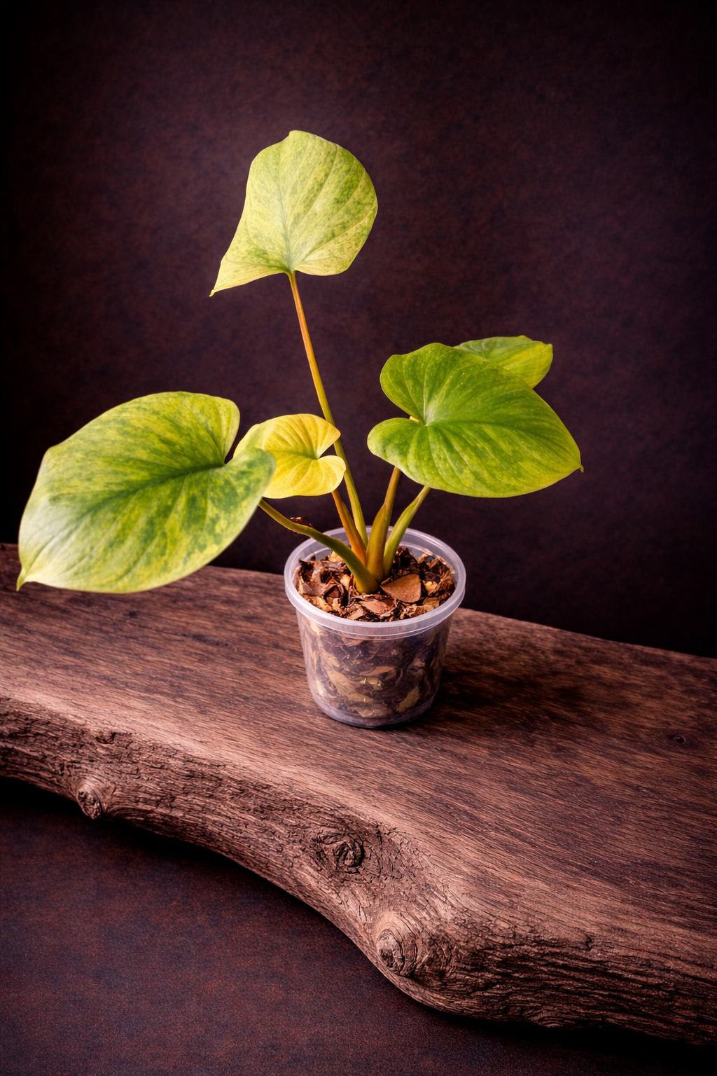 Homalomena full mint 'small'