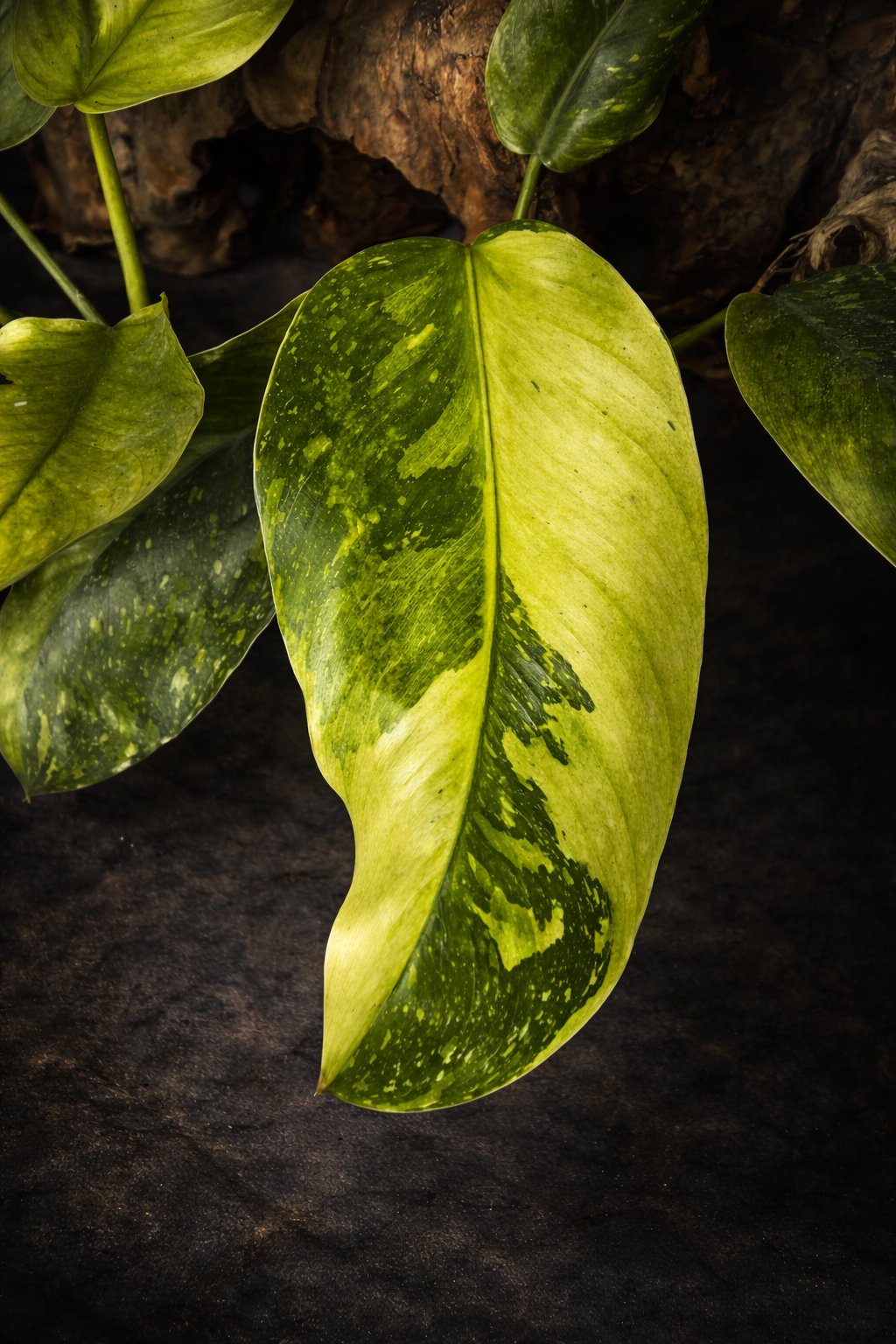 Philodendron Jose Buono