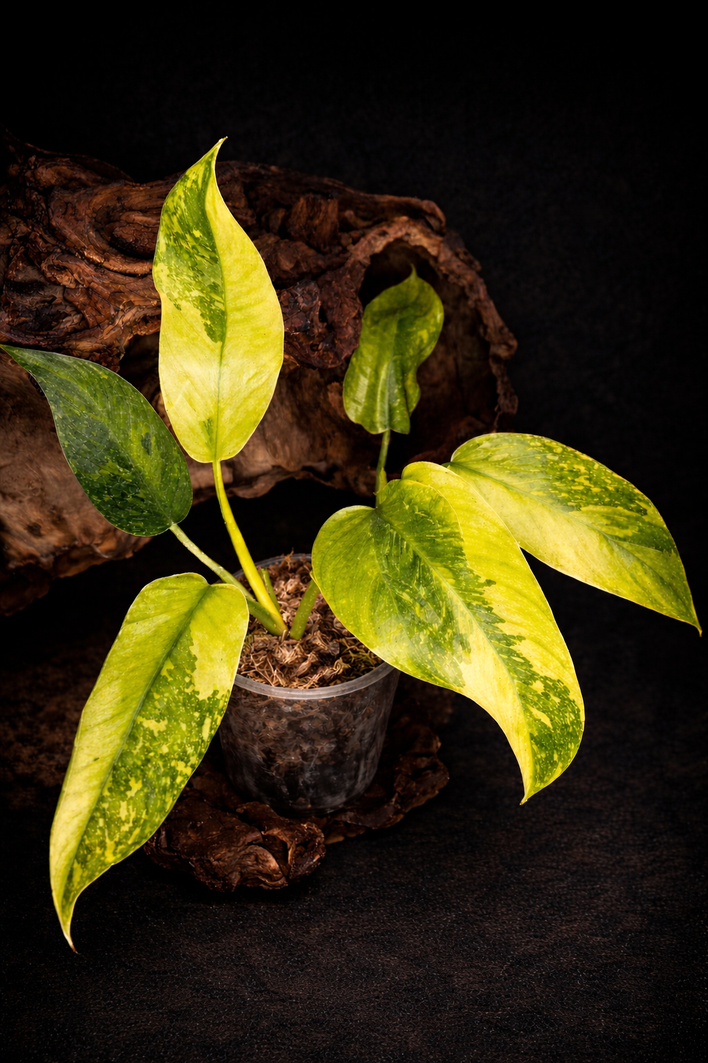 Philodendron Jose Buono