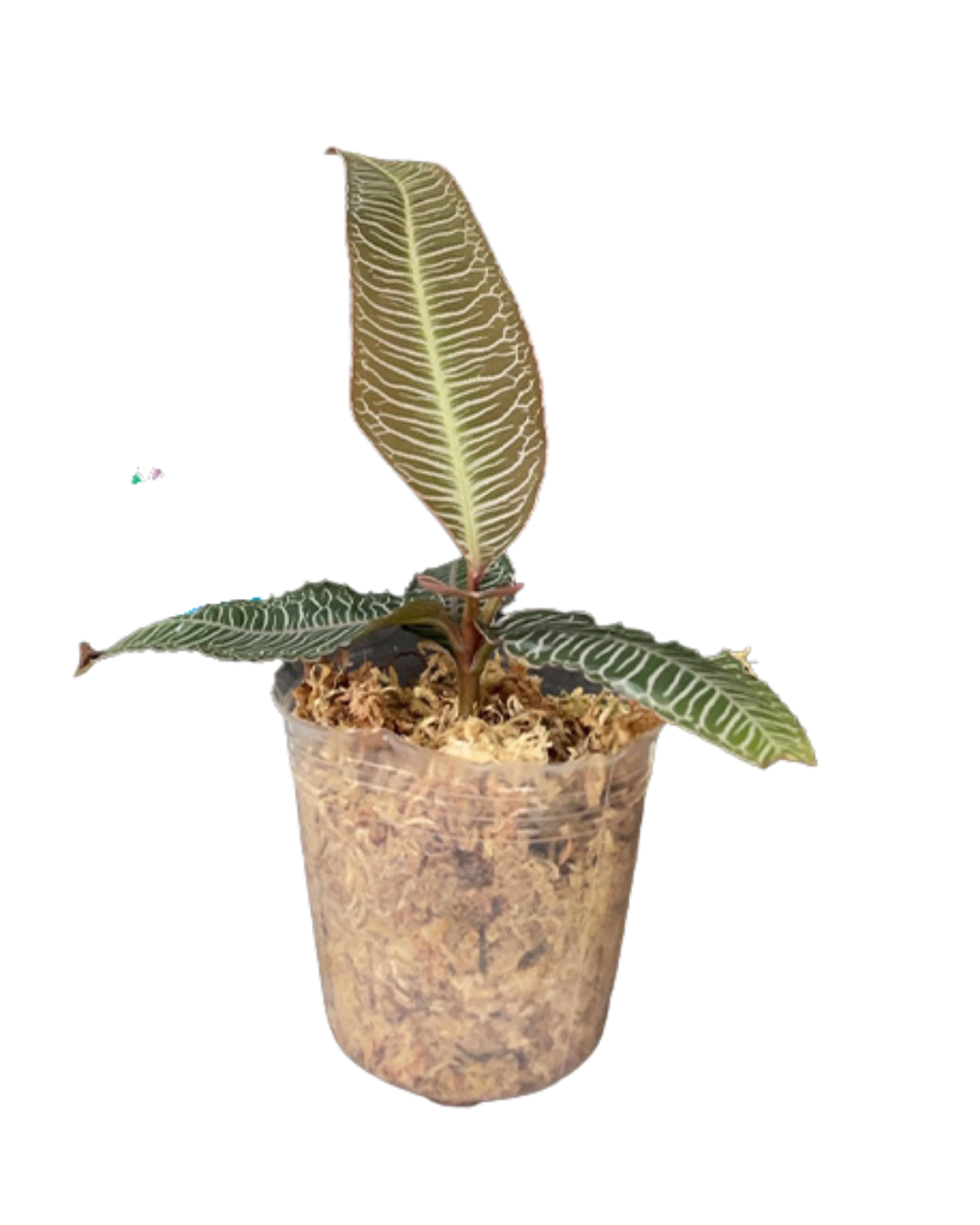 Labisia sp. 'Pink vein'