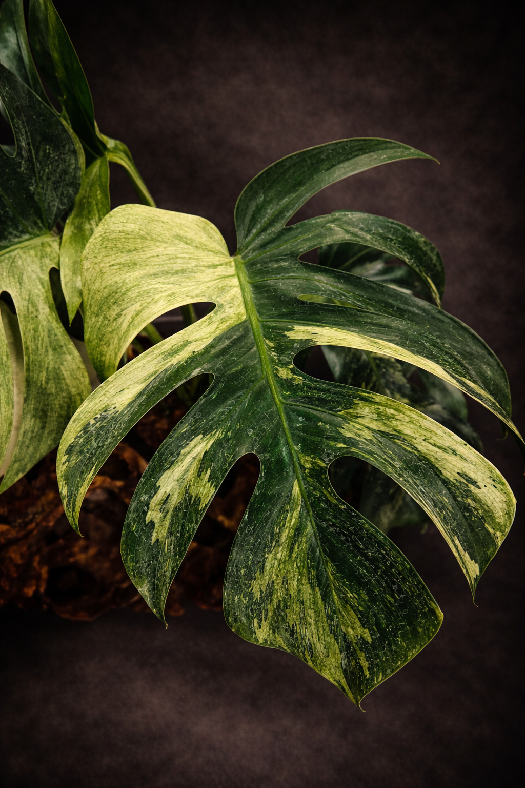 Monstera deliciosa mint #1