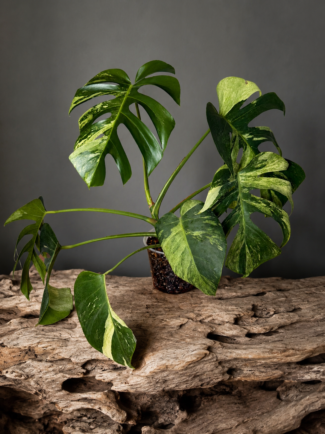 Monstera deliciosa mint #1