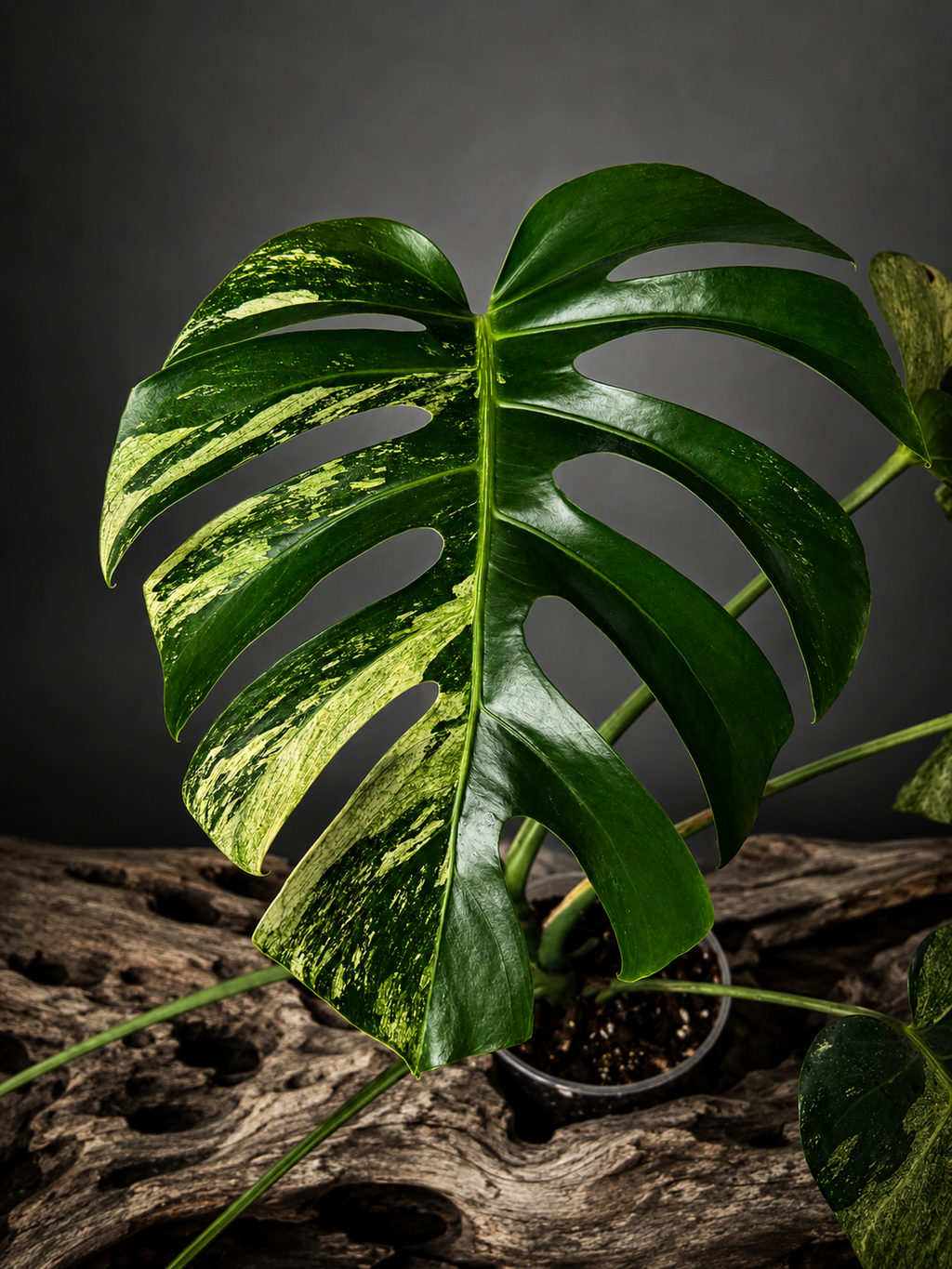 Monstera deliciosa mint #1