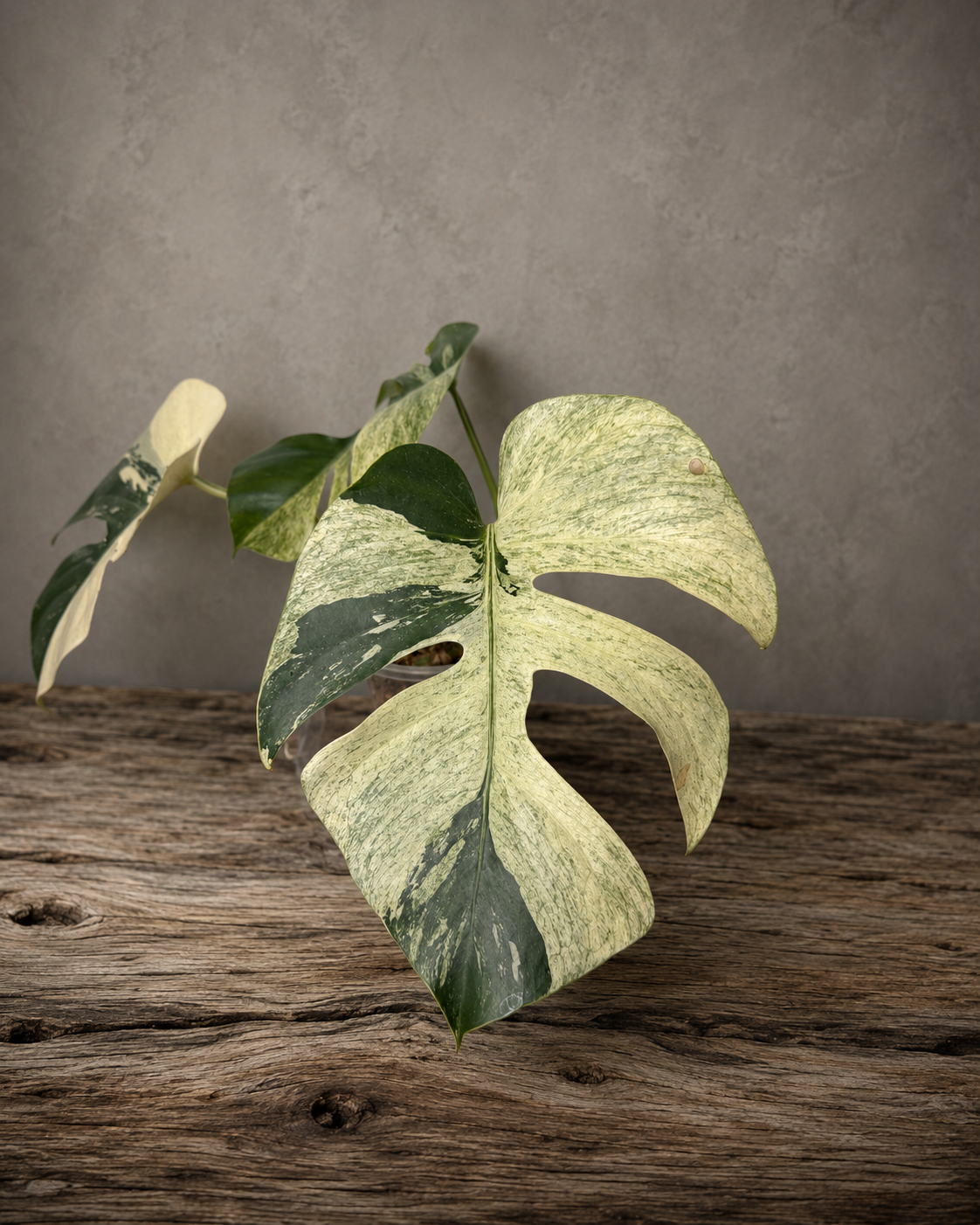 Monstera deliciosa mint #3