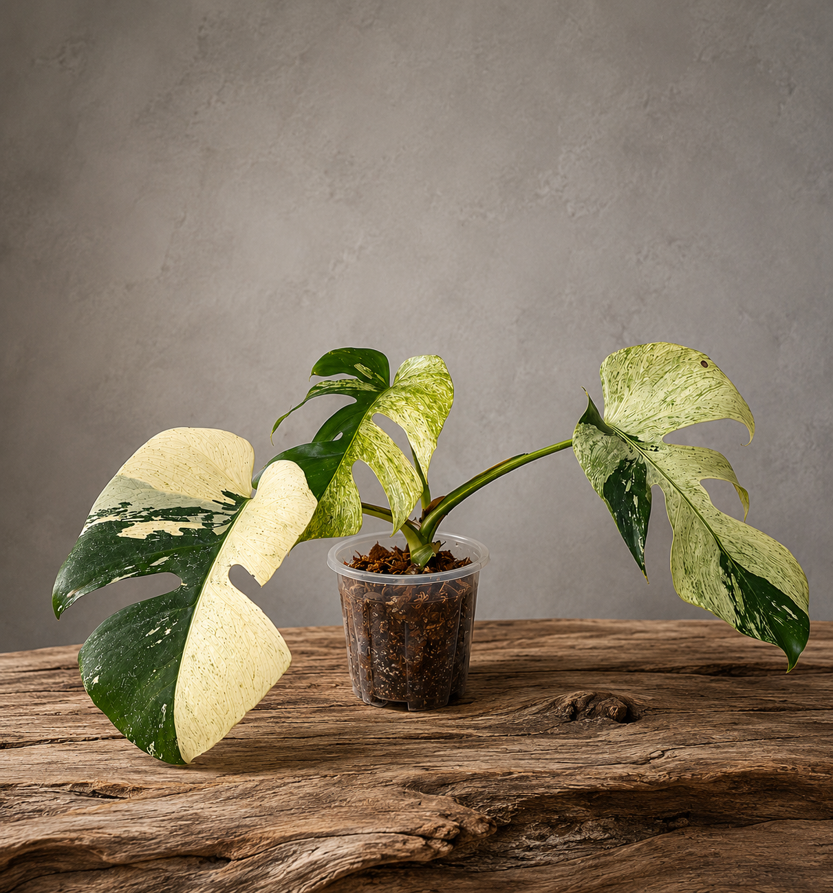 Monstera deliciosa mint #3