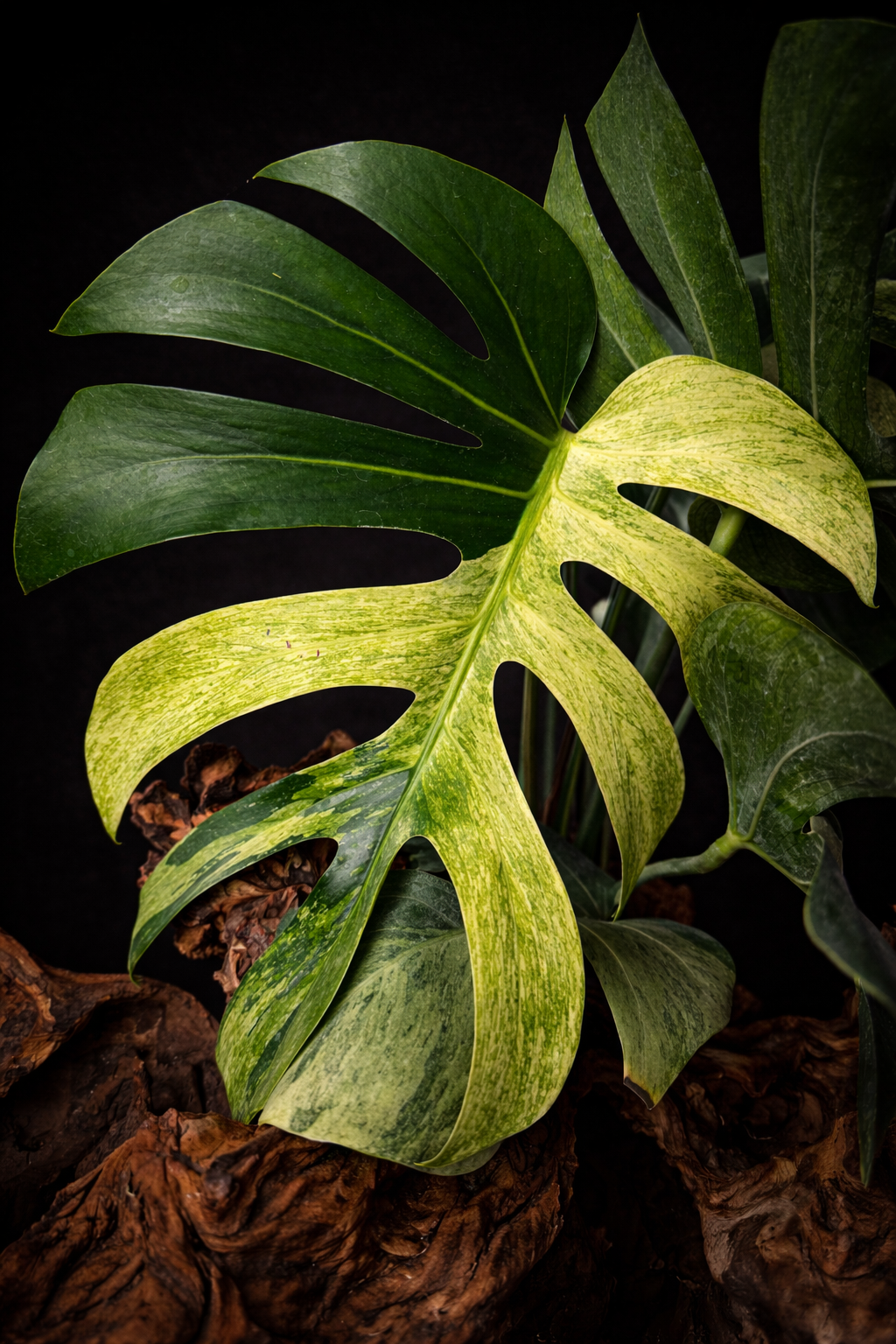 Monstera deliciosa mint #2