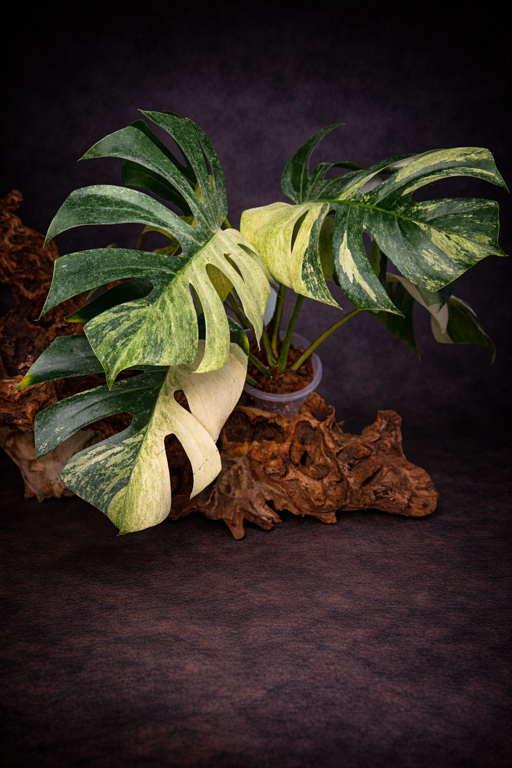 Monstera deliciosa mint #2